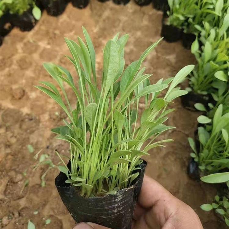 孔雀菊  孔雀菊报价 直销价格 --泳拳花卉