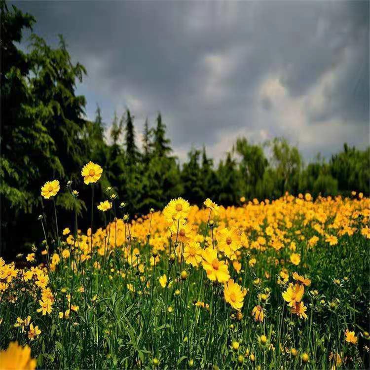 孔雀菊  孔雀菊基地供应 庭院美化 --泳拳花卉