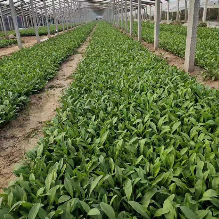 孔雀菊  孔雀菊种植基地 产地供应 【山东泳拳】