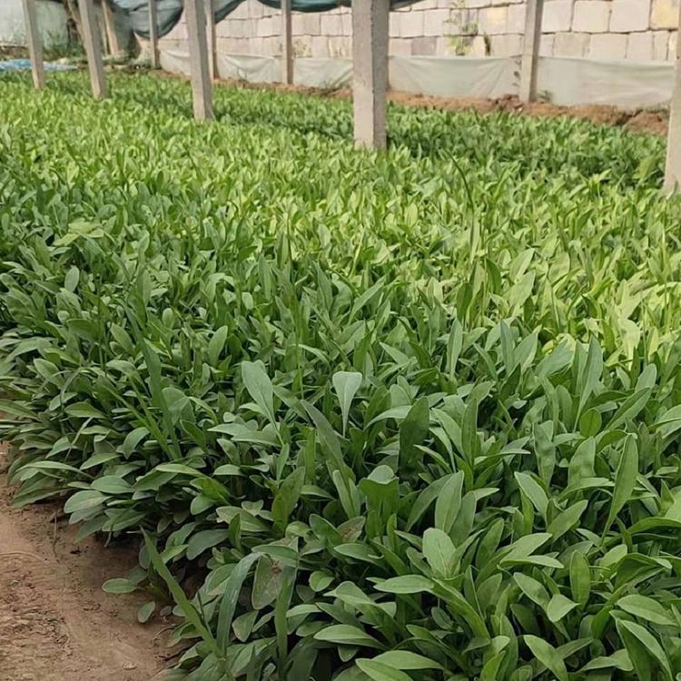 孔雀菊  孔雀菊基地直发 产地供应 【山东泳拳】