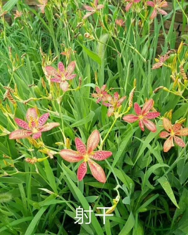 射干营养杯苗   射干种植批发基地  也称红花鸢尾