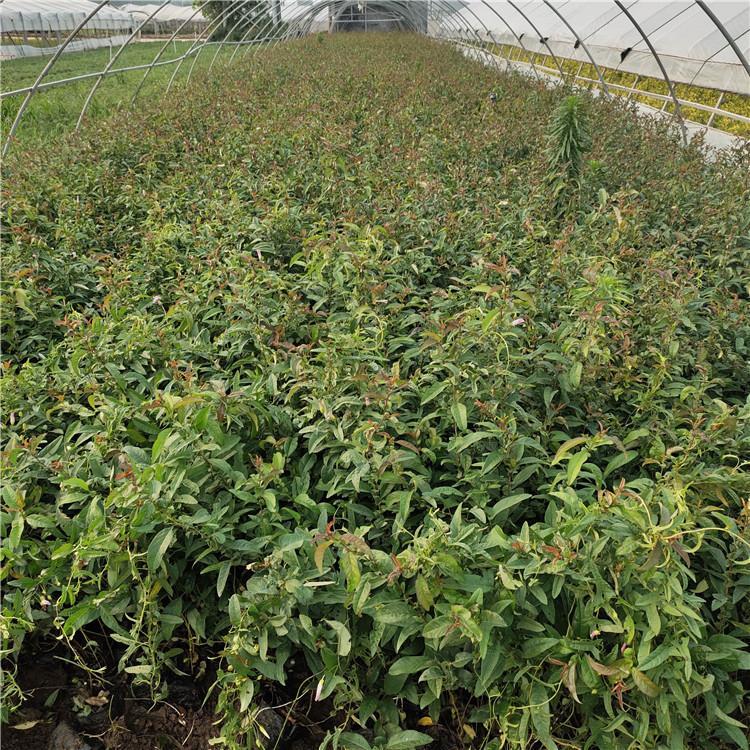 贴梗海棠种植批发    铁梗海棠销售    营养杯贴梗海棠
