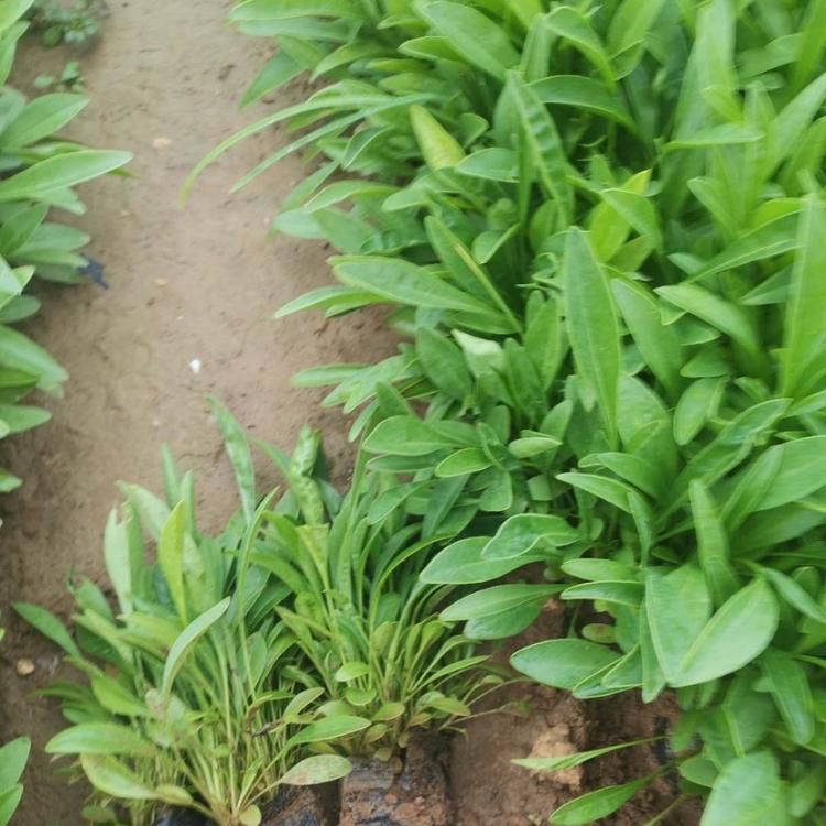 金鸡菊大量供应 观赏花海金鸡菊销售