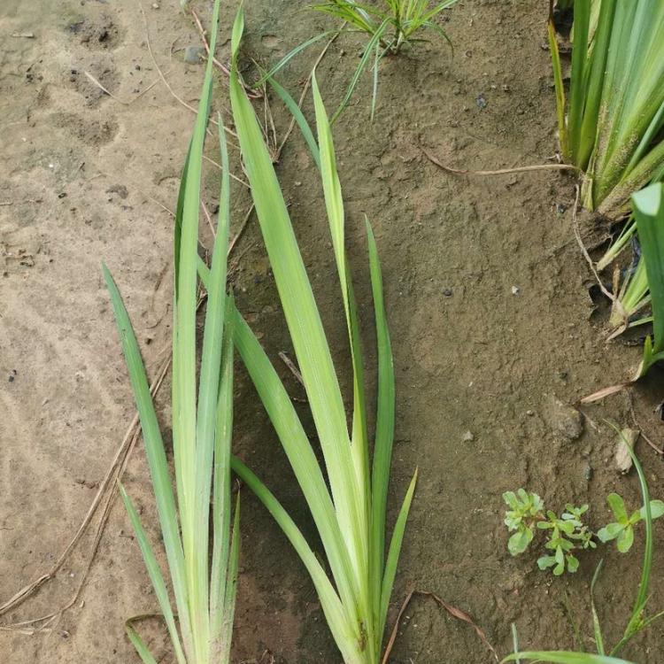 黄菖蒲  园林绿化挺水植物黄菖蒲