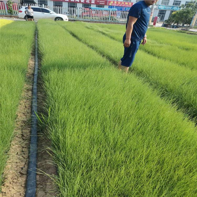 粉黛乱子草基地大量现货    粉黛乱子小苗基地