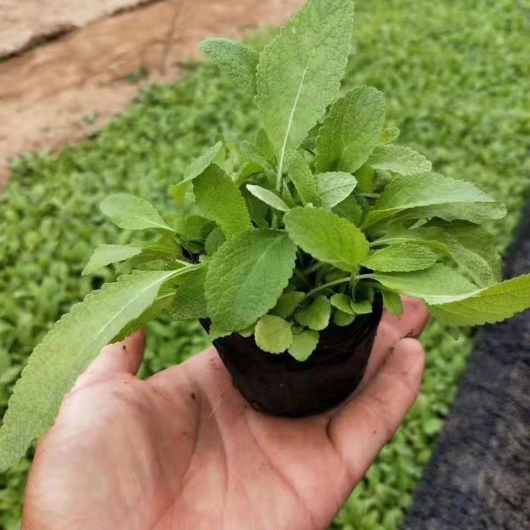鼠尾草盆栽 鼠尾草 种植基地 量大优惠