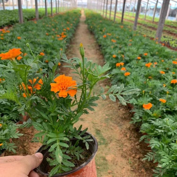 孔雀草   花海租摆孔雀草基地大量供应