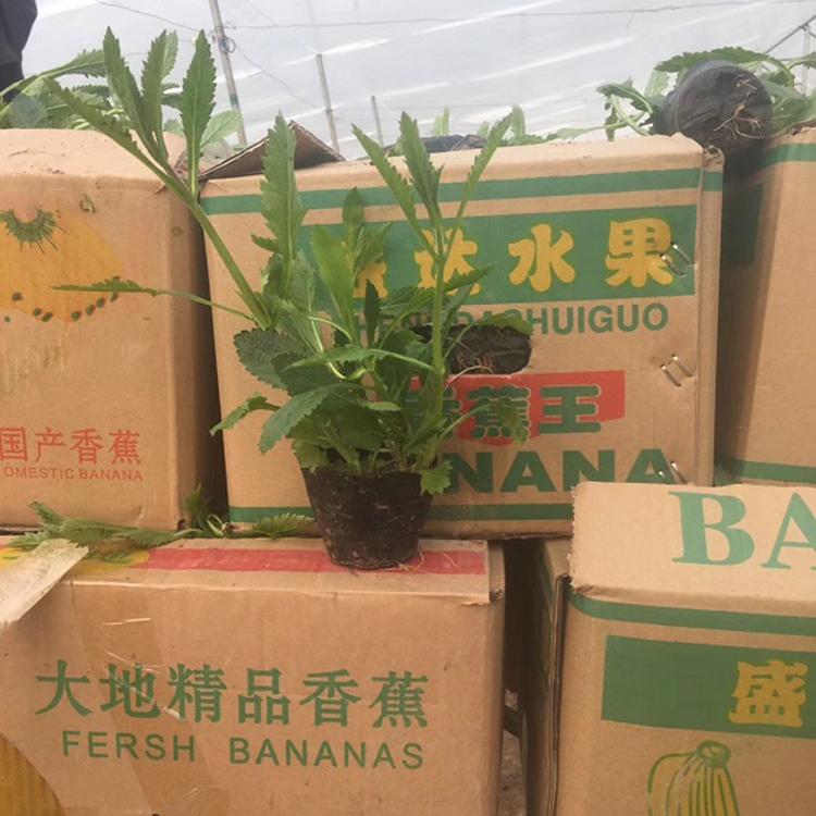 庭院美化 马鞭草盆栽 马鞭草 苗圃直发