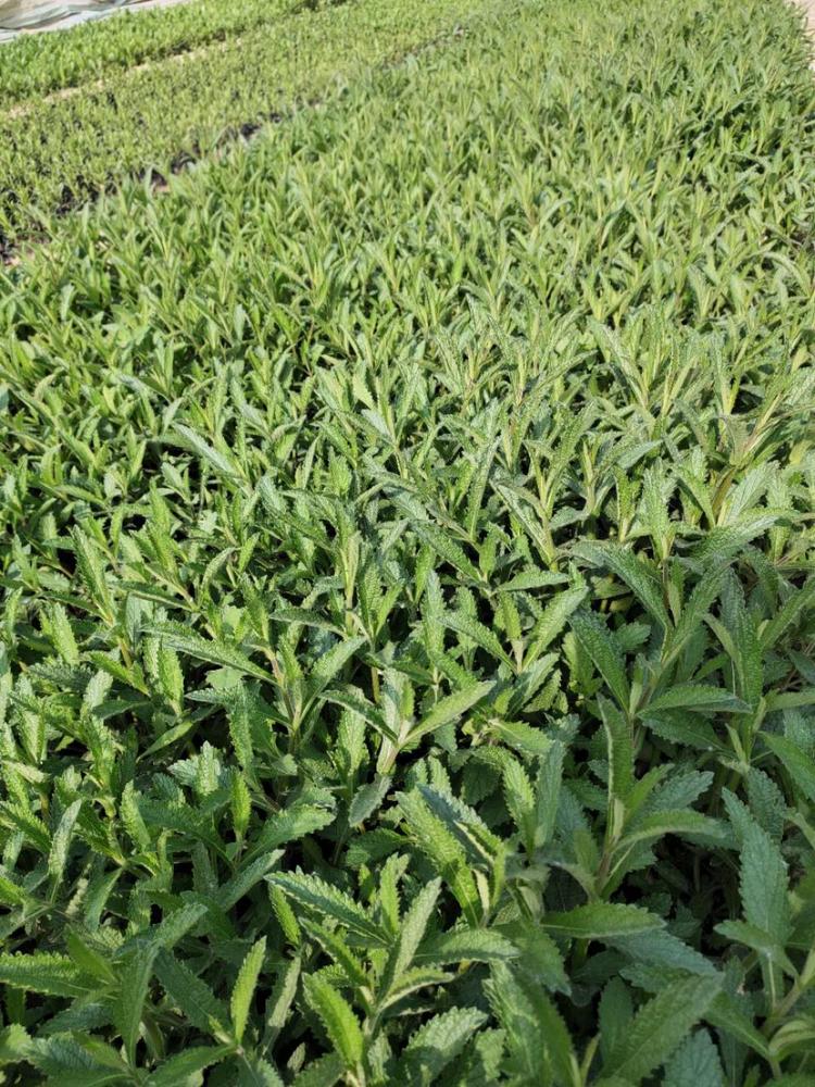 庭院美化 马鞭草小苗 马鞭草 种植基地