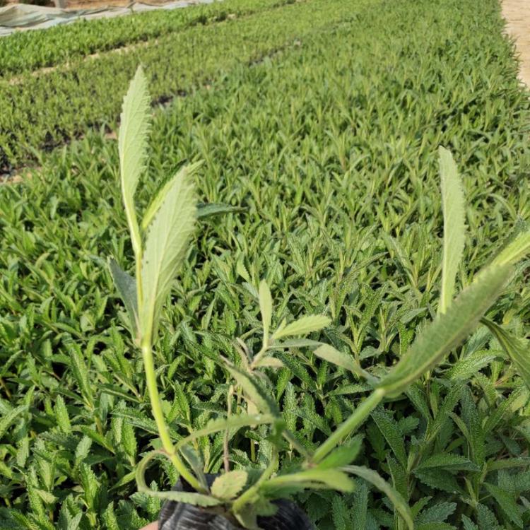 绿化植物 马鞭草盆栽 马鞭草 苗圃直发