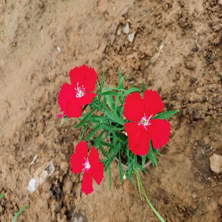 大花石竹基地直发  庭院美化/绿化苗 --格圣花卉