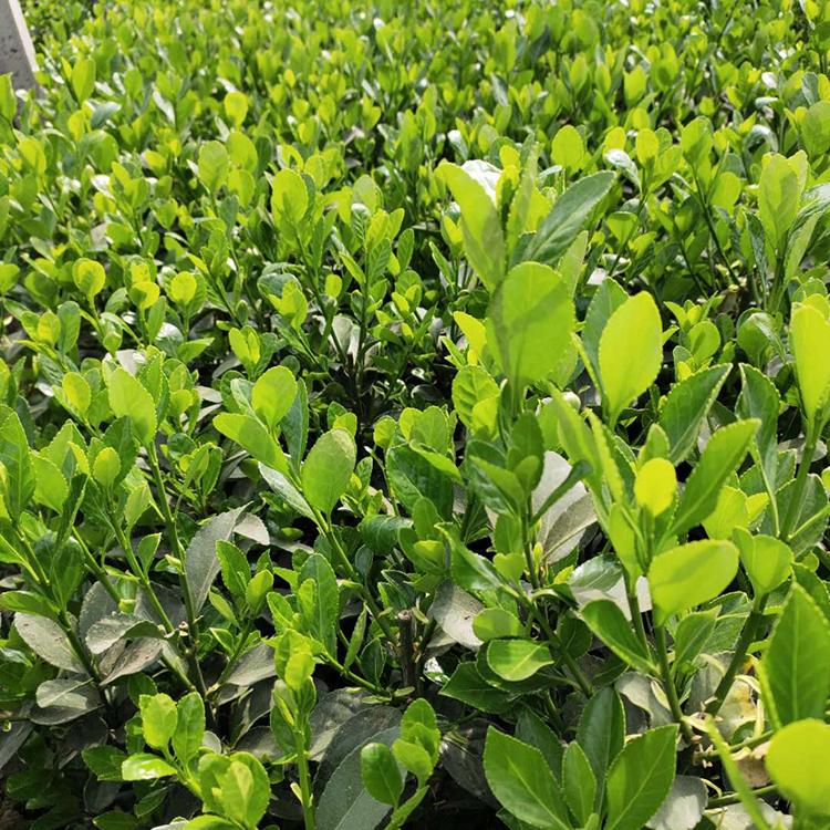 冬青种植基地 安徽冬青种植商家