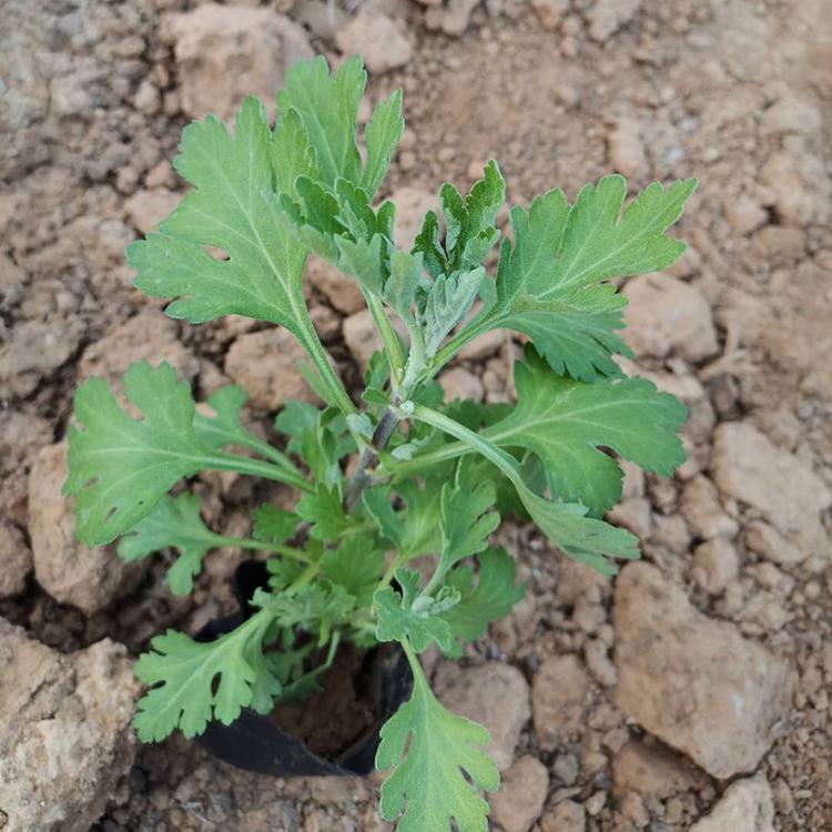 河北优良地被菊批发商 春琳花卉 地被菊供应