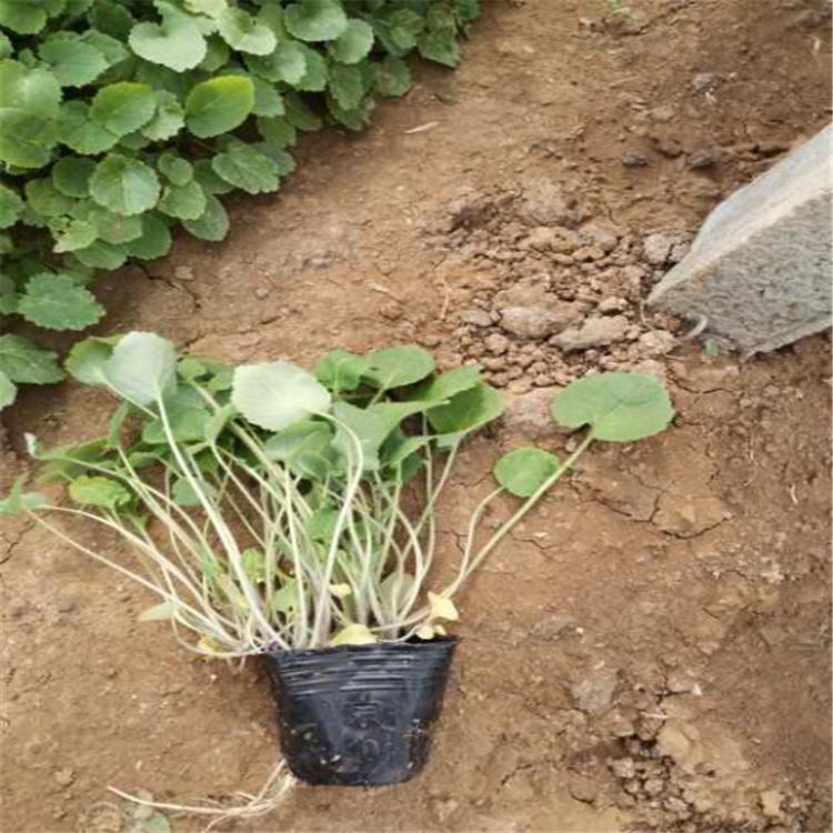 二月兰批发 黄楼二月兰种植基地 山东青州二月兰报价