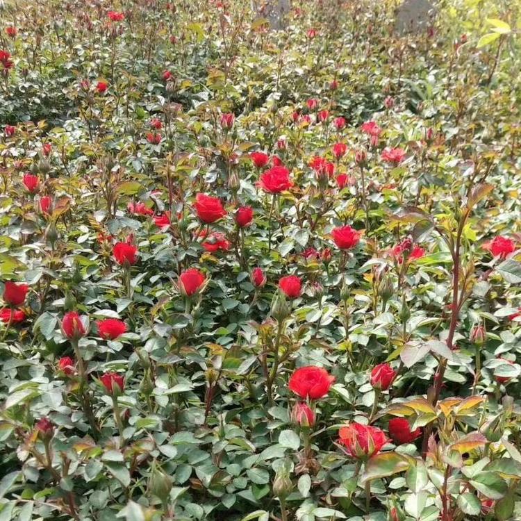 丰华月季价格 山东丰花月季报价 丰花月季批发价格 腾骏花卉