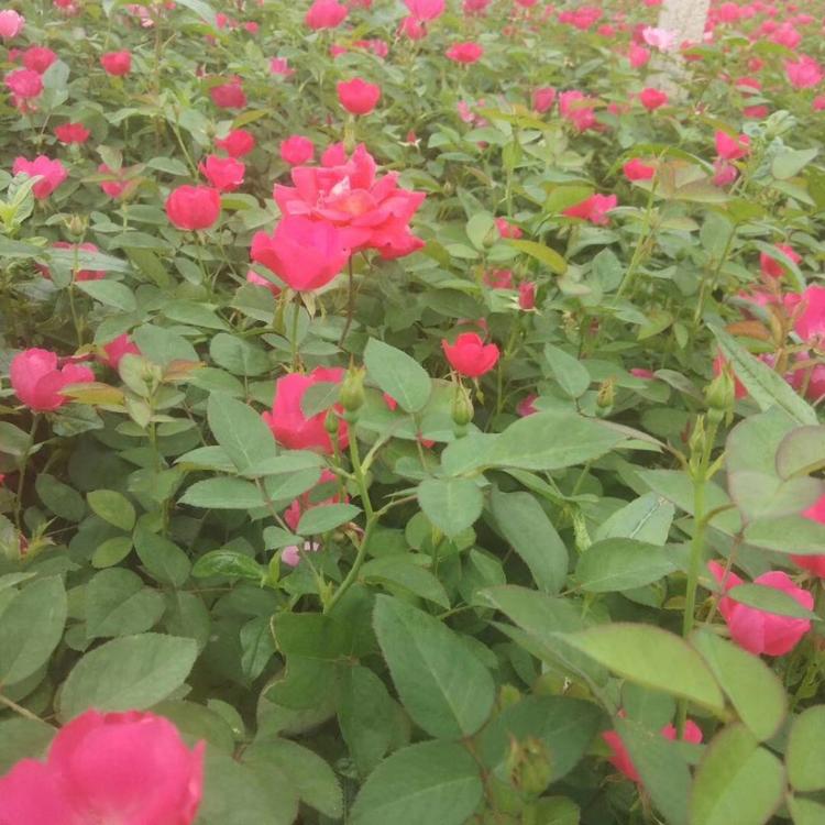 红帽月季供应 红帽月季种植基地 红帽月季大量批发 腾骏花卉