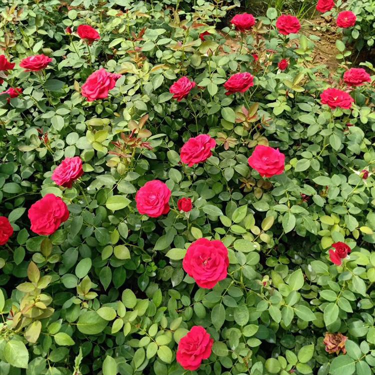 腾骏花卉 丰花月季一站式供应商 产品价格优惠