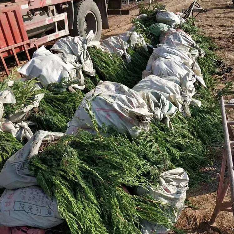 基地直销灌木小龙柏 地栽小龙柏 欢迎选购