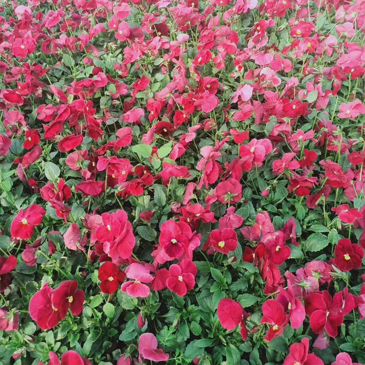 基地供应冬季耐寒草花三色堇 多色三色堇 子锐花卉三色堇杯苗