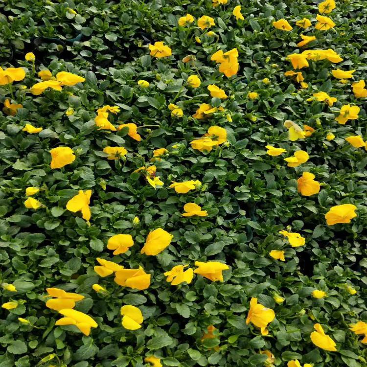 腾骏花卉厂家直销 三色堇价格 三色堇批发 三色堇种植基地