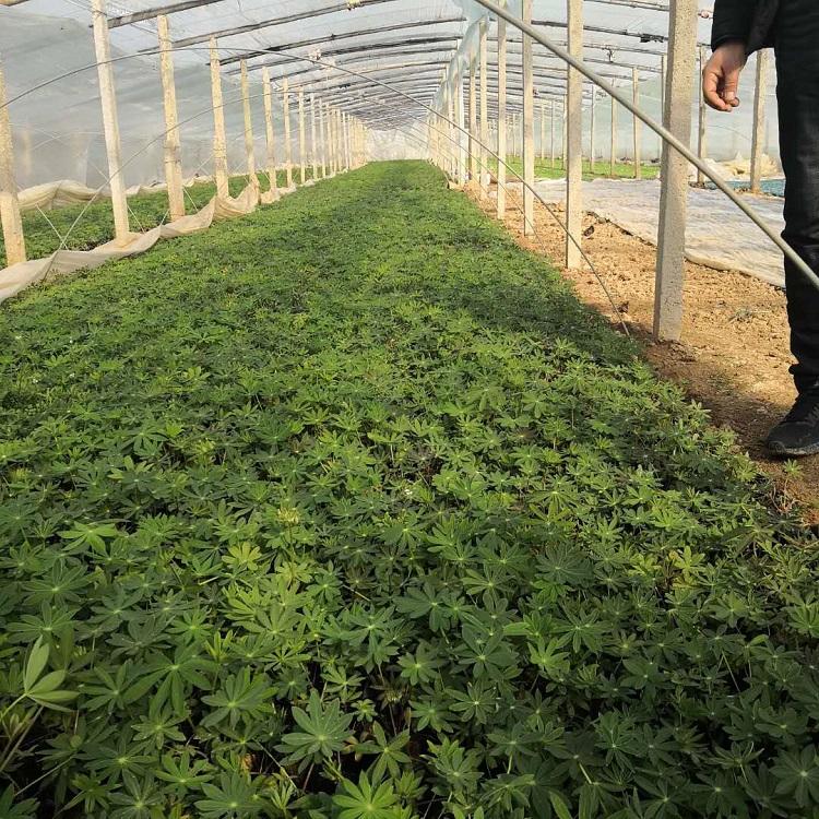 多叶羽扇豆花种 鲁冰花 直销盆栽花卉羽扇豆 批发鲁冰花花种