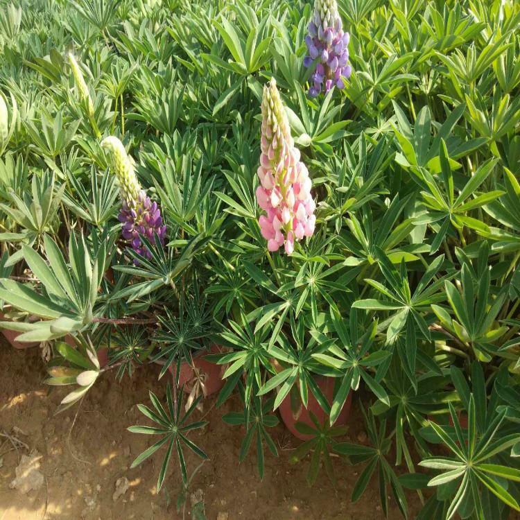 鲁冰花 山东鲁冰花各种品种 花卉草花宿根水生植物