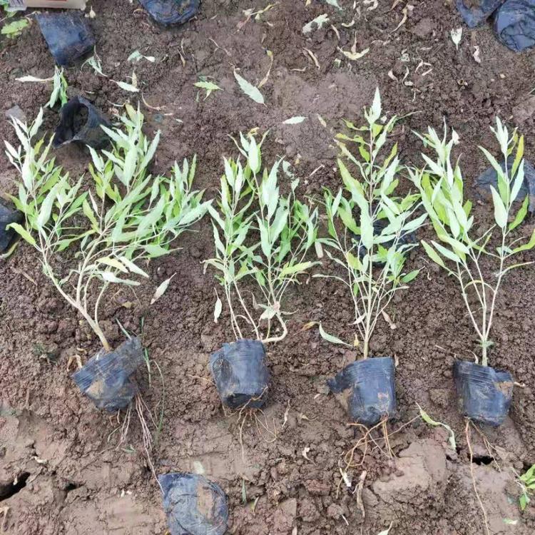 山东金叶莸供应 金叶莸种植基地 大量出售金叶莸