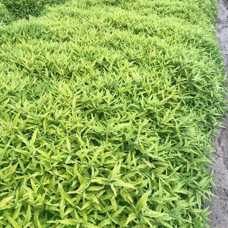 看这里 买金叶莸找腾骏 金叶莸种植基地