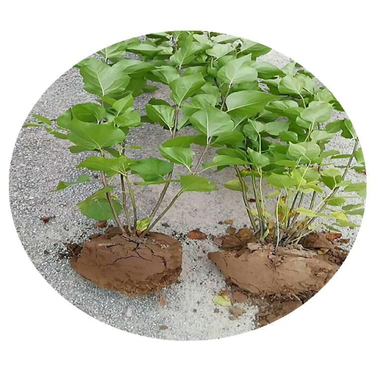 紫丁香杯苗批发价格     小叶丁香     丛生丁香种植    白丁香杯苗