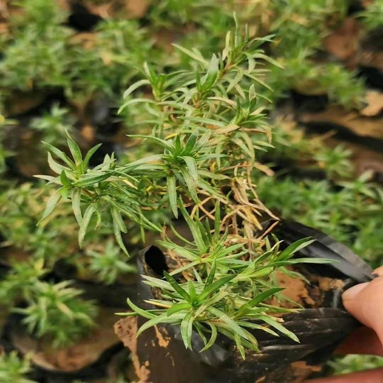 丛生福禄考批发  丛生福禄考供应商 四季草花