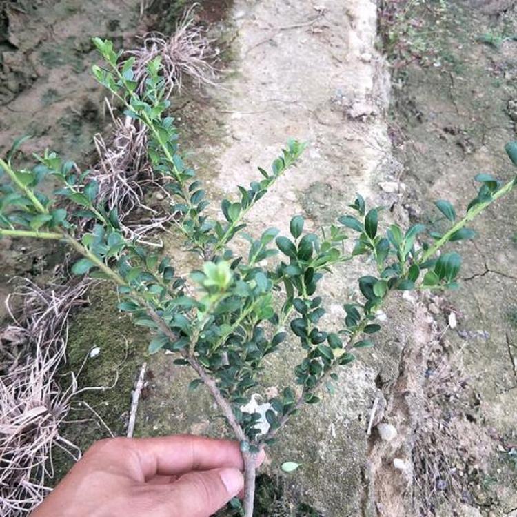 腾骏 青州龟甲冬青种植基地 绿化用龟甲冬青批发