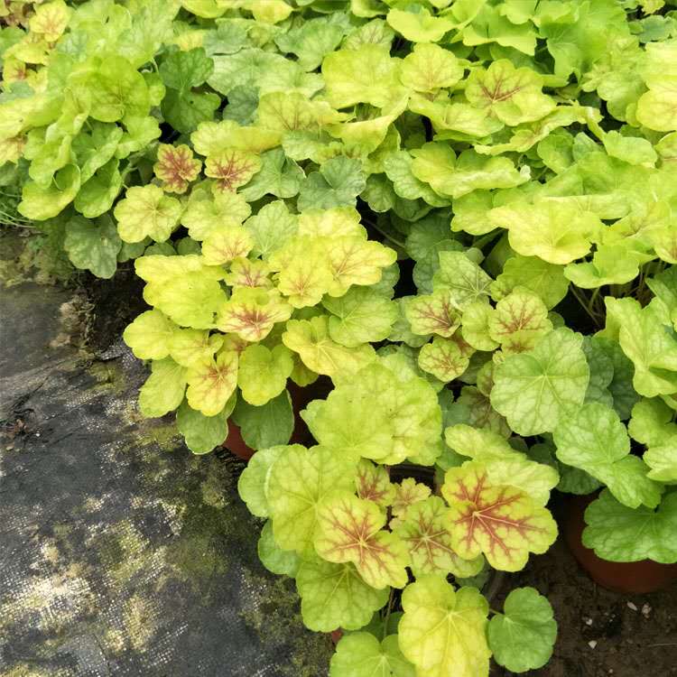 多色矾根供应商 多色矾根价格 多色矾根种植基地 多色矾根培育