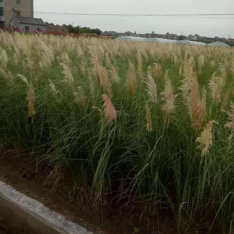 山东矮蒲苇基地供应 优良观赏草 矮蒲苇价格