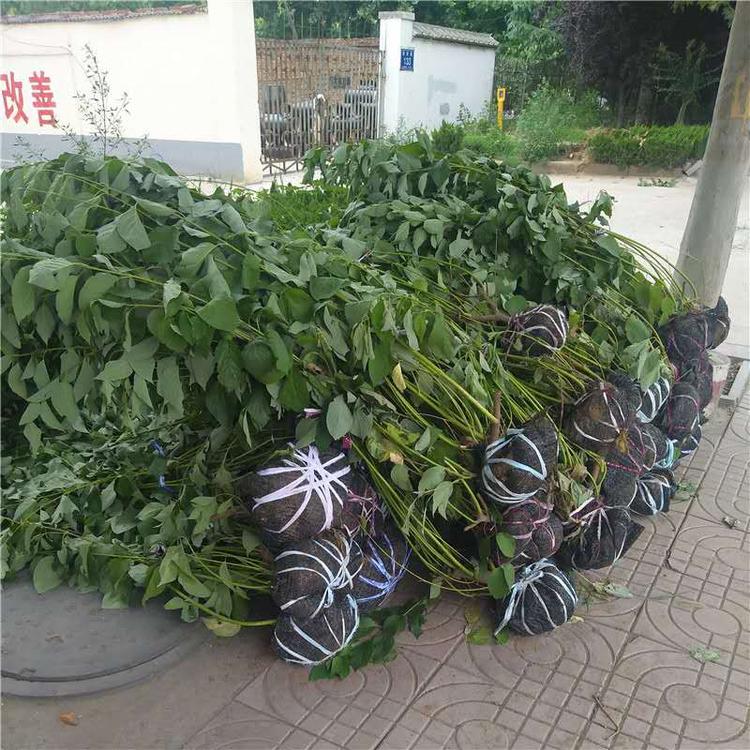 红瑞木价格 山东红瑞木种植基地 红瑞木供应商 腾骏花卉