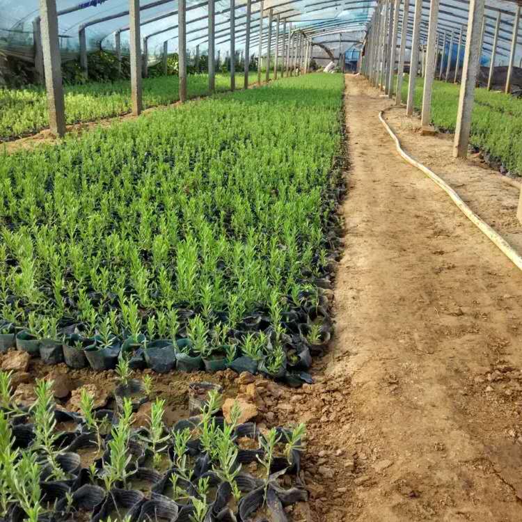 薰衣草小苗供应    薰衣草花海用苗