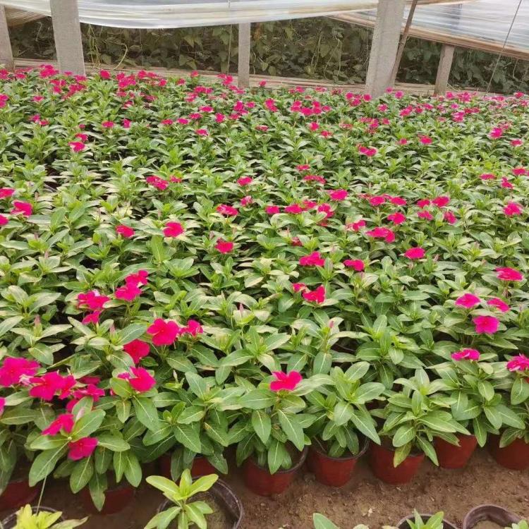 长春花杯苗供应价格