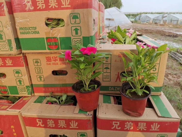 长春花批发长春花供应价格双色盆天天开长春花
