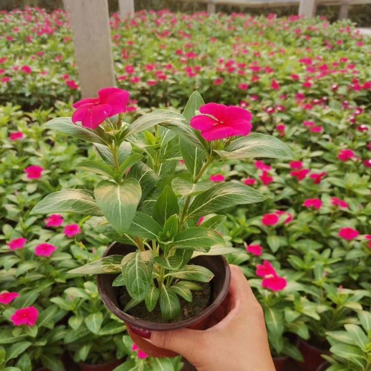 长春花供应长春花批发市场天天开报价长春花