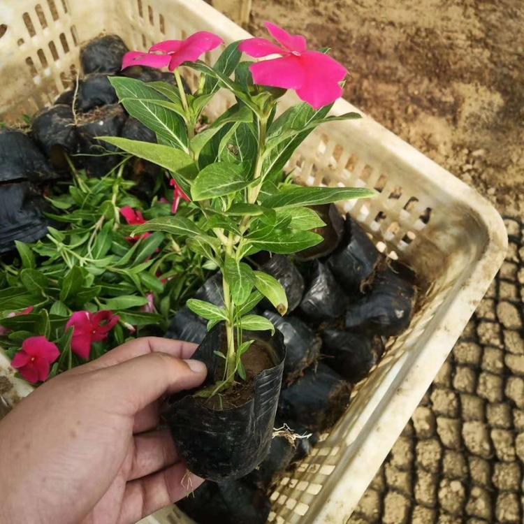 长春花天天开租摆设计施工