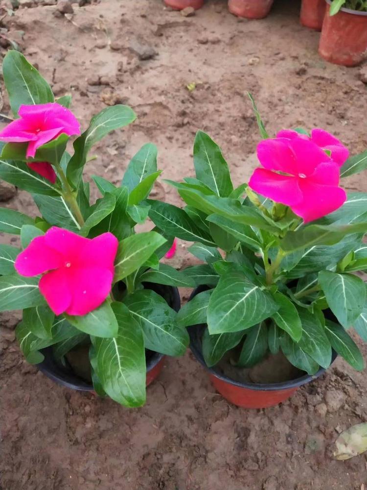 长春花长春花供应基地天天开培育基地长春花