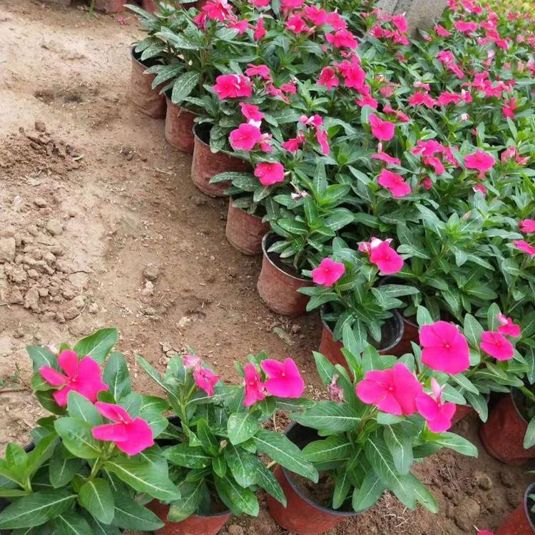 长春花培育基地潍坊长春花批发天天开培育基地长春花