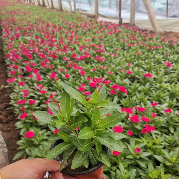 长春花供应长春花批发价天天开小苗长春花