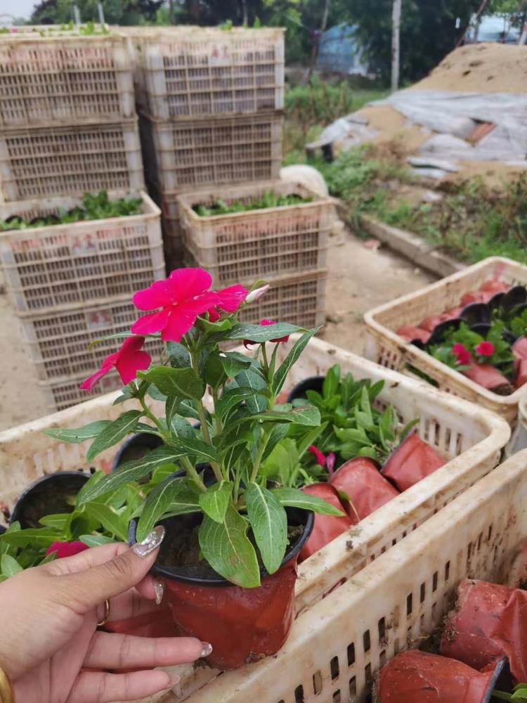 青州长春花基地天天开种植基地长春花直销