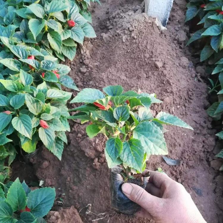河北一串红价格行情青州一串红价格行情量大从优