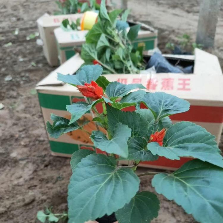 河北一串红价格行情青州一串红价格欢迎咨询