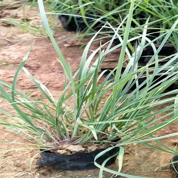 须芒草种植基地 山东须芒草报价