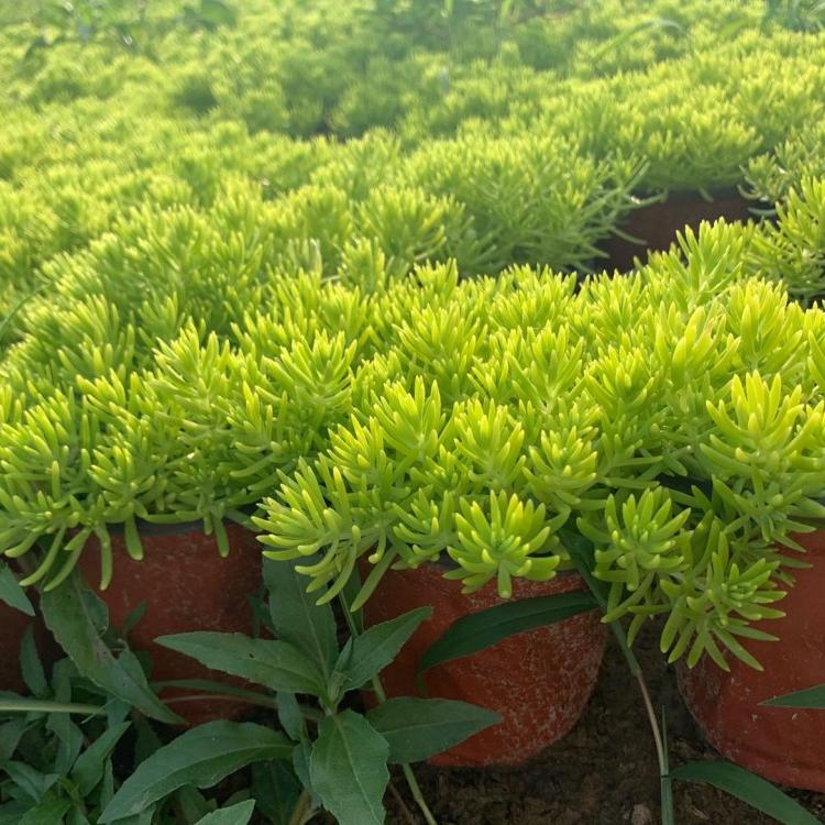 佛甲草种植基地 金叶佛甲草 佛甲草批发价格