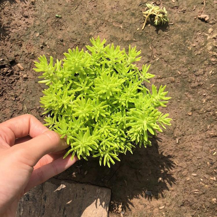 佛甲草种植基地 绿叶佛甲草 佛甲草培育基地