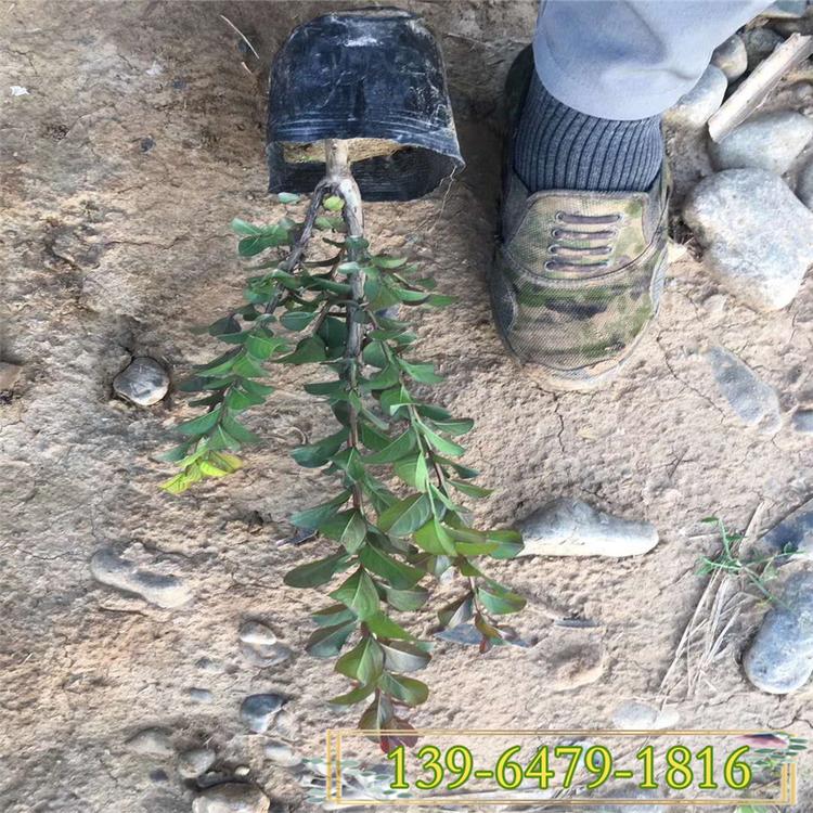 百日红紫薇图片 青州花卉营养钵苗 大花百日红植物花期