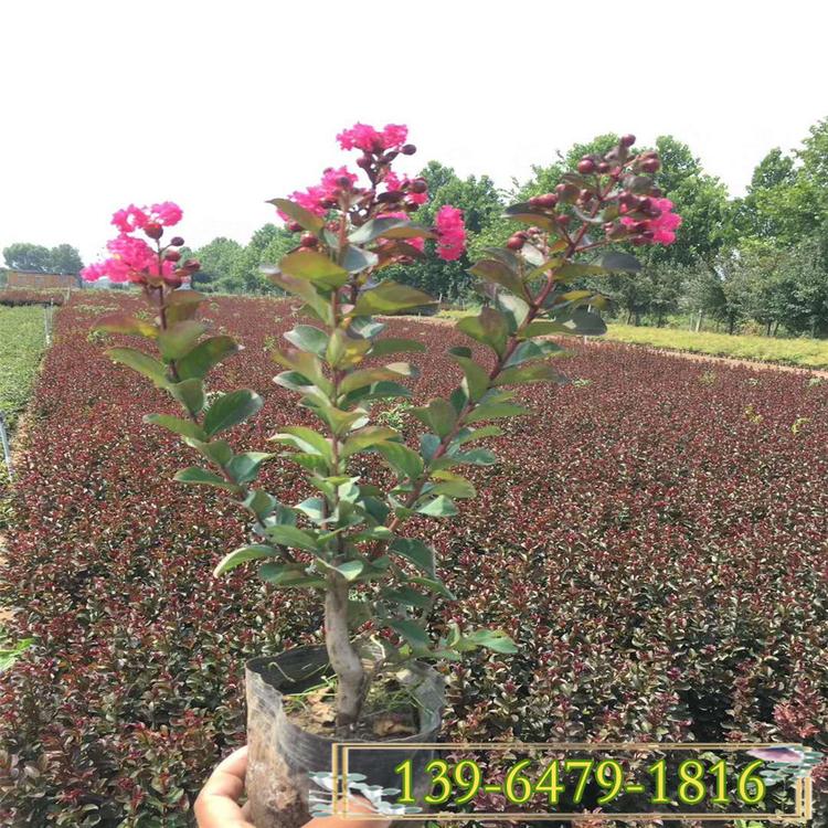 美国红叶紫薇高35公分营养钵苗 多分枝大花紫薇杯苗 开红花紫薇树苗